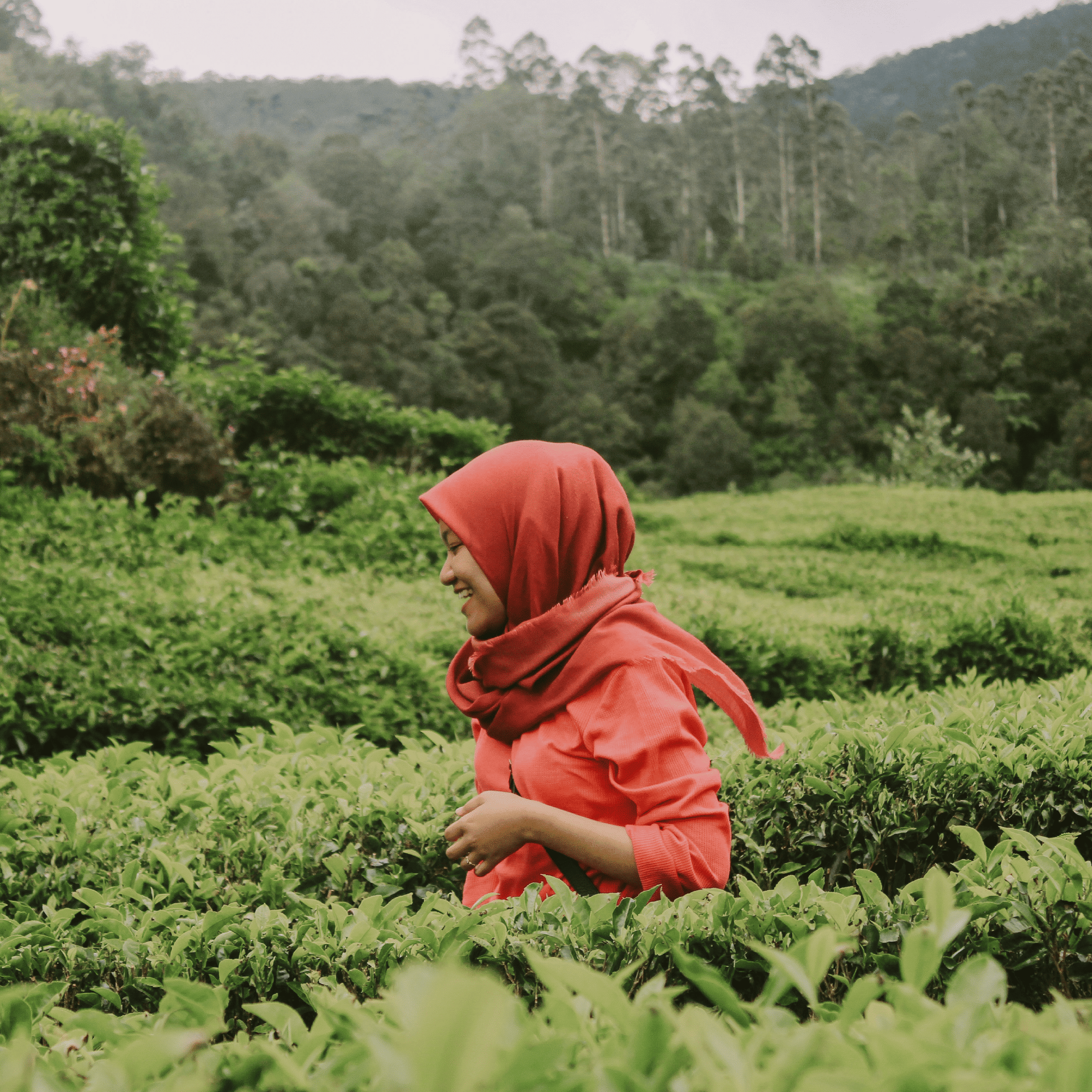 Indonesia Biogas Project | Social Impact Credits
